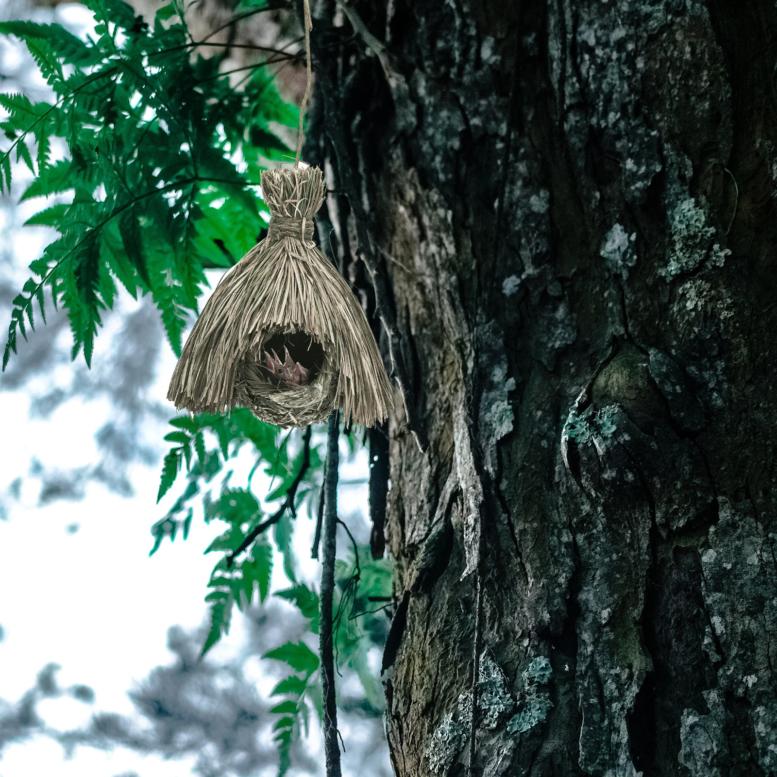 Birdcage Pendant Solid Wood Grass Woven Nest Calming Mood Protect Health Creative Bird House Decor Bird Nest Birdcage Pendant
Birdcage Pendant Solid Wood Grass Woven Nest Calming Mood Protect Health Creative Bird House Decor Bird Nest Birdcage Pendant