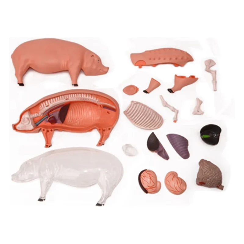 ABFM-4D Vision Pig Organ Anatomy Model Animal Puzzle For Kids And Students Veterinary Teaching Model
ABFM-4D Vision Pig Organ Anatomy Model Animal Puzzle For Kids And Students Veterinary Teaching Model
