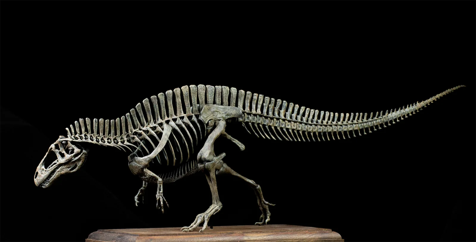 VWUVWU 1/20 Acrocanthosaurus Skeleton Model Dinosaur Collection Animal Statue Decoration Birthday Gift For Adult Realistic Toy
VWUVWU 1/20 Acrocanthosaurus Skeleton Model Dinosaur Collection Animal Statue Decoration Birthday Gift For Adult Realistic Toy