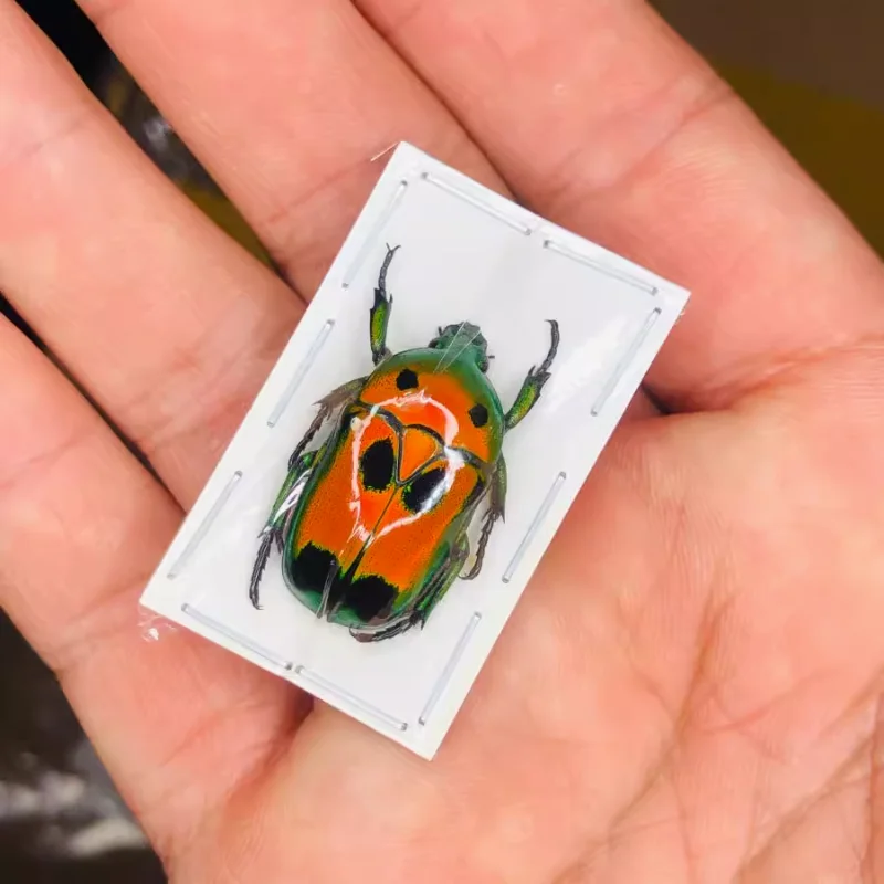 Heterorrhina sexulata настоящее насекомое образец паровых насекомых, коллекция фотографий, естественный подарок, украшение для дома
Heterorrhina sexulata настоящее насекомое образец паровых насекомых, коллекция фотографий, естественный подарок, украшение для дома