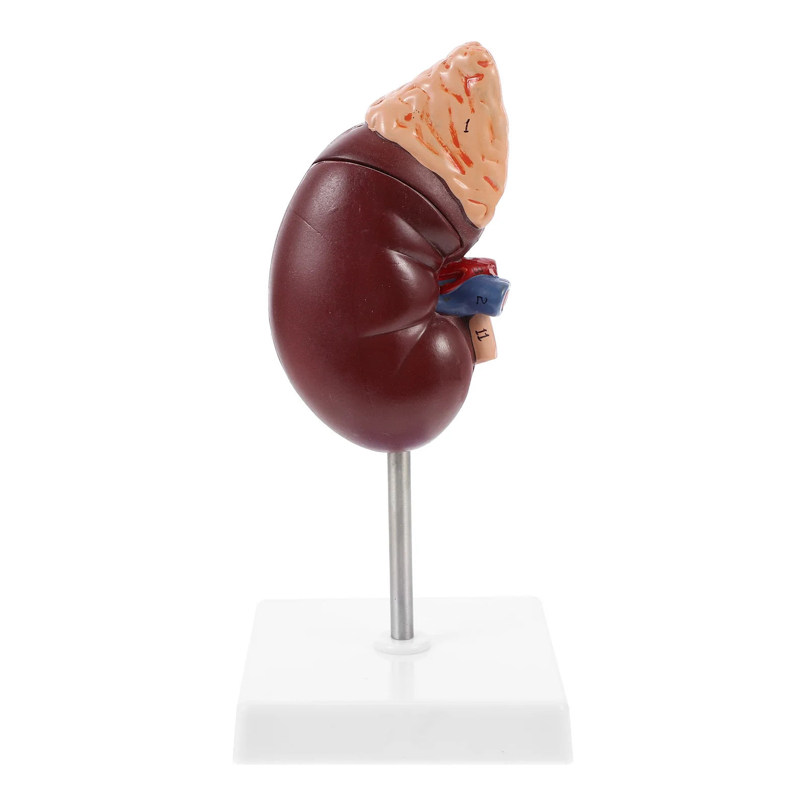 Models Adrenal School Education Prop Anatomy Organs Medical Study Teach Human Anatomical
Models Adrenal School Education Prop Anatomy Organs Medical Study Teach Human Anatomical