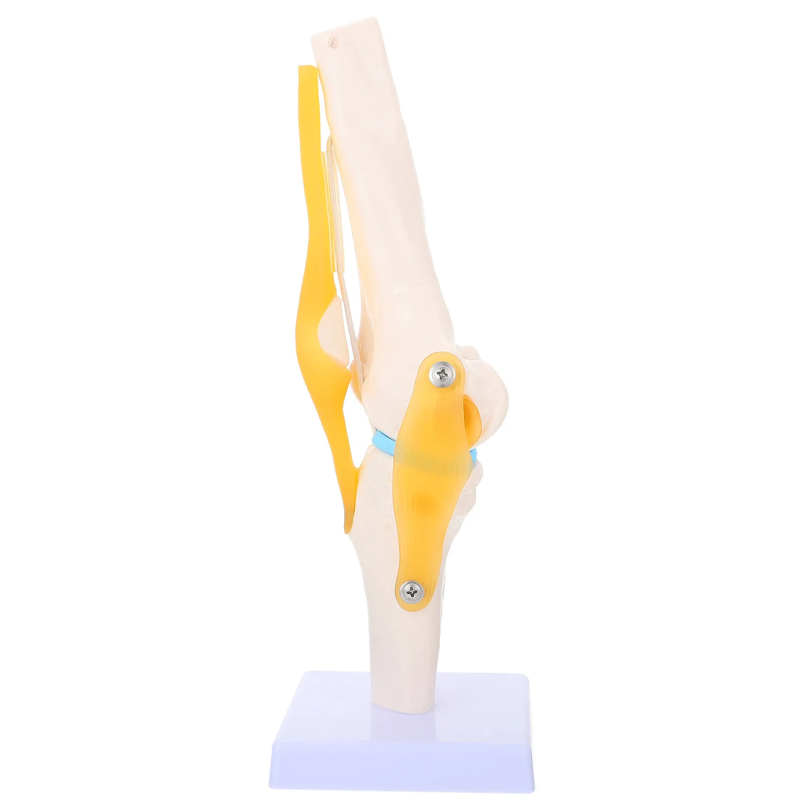 Human Knee Joint Anatomy PVC Teaching Aid for Education Simulation Study Human Knee Joint
Human Knee Joint Anatomy PVC Teaching Aid for Education Simulation Study Human Knee Joint