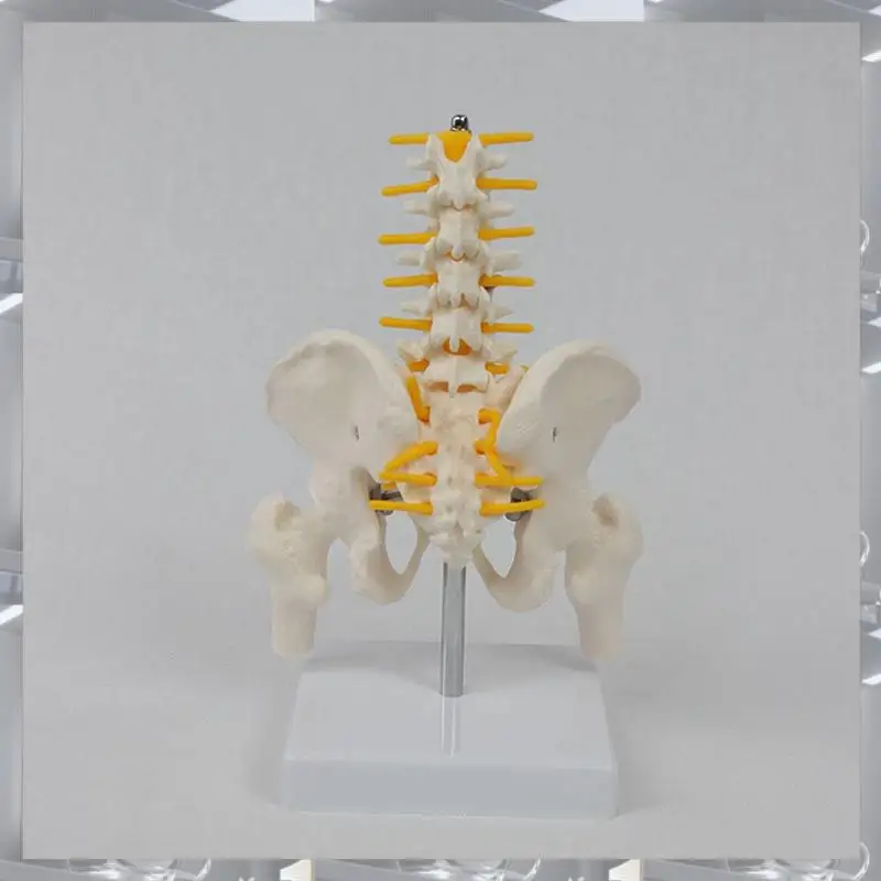 Hot Selling-Human Lumbar Vertebra Model Female Pelvis Model Hip Female Anatomy Model Bone Pelvic Anatomical Models 1/2 Life Size
Hot Selling-Human Lumbar Vertebra Model Female Pelvis Model Hip Female Anatomy Model Bone Pelvic Anatomical Models 1/2 Life Size