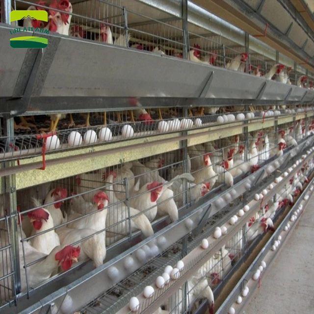Factory Direct Supply Best Price Egg Laying Hens Farming Chicken Layer Battery Cage Provided Galvanized Chicken Coop 5 Years
Factory Direct Supply Best Price Egg Laying Hens Farming Chicken Layer Battery Cage Provided Galvanized Chicken Coop 5 Years