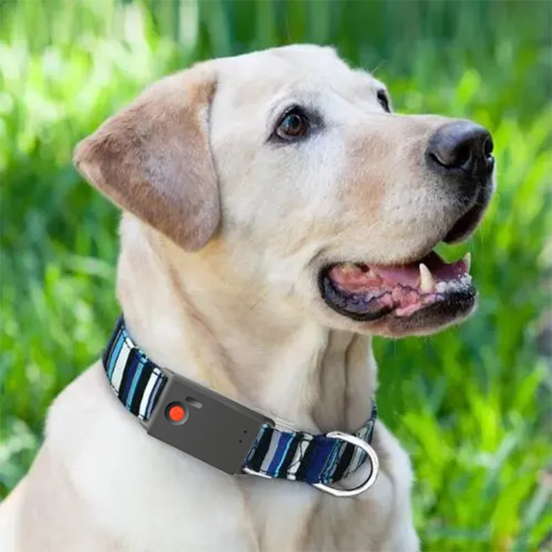 STLFMini Gps Para Macotas Perro Collar Gps Collar for Cats SOS Long Distance Rastreador GPS Mascotas Con Sim
STLFMini Gps Para Macotas Perro Collar Gps Collar for Cats SOS Long Distance Rastreador GPS Mascotas Con Sim