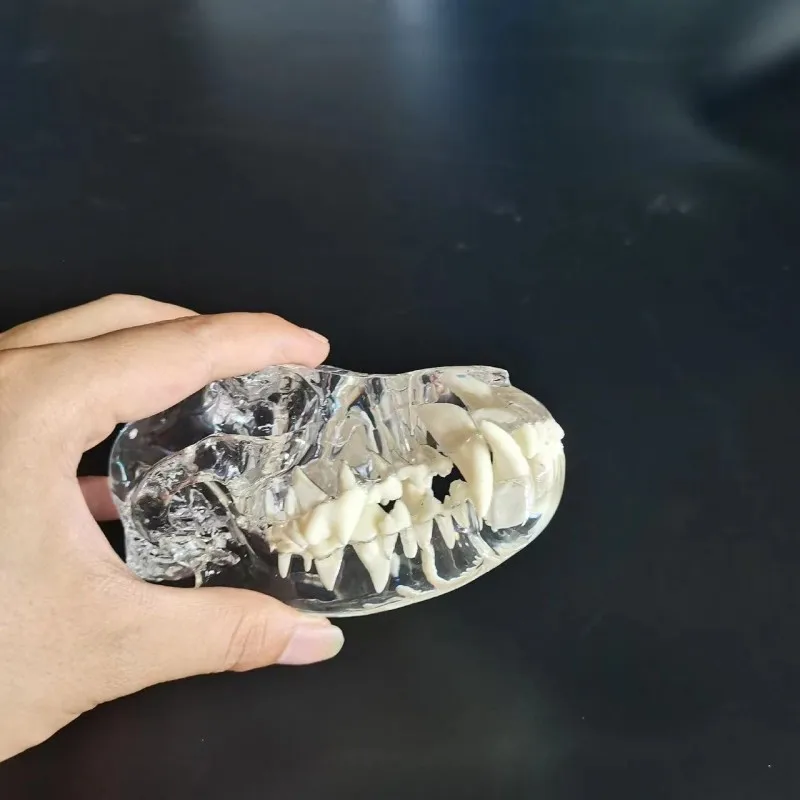 Transparent Dog tooth model pet animal model for veterinary or student practice models
Transparent Dog tooth model pet animal model for veterinary or student practice models