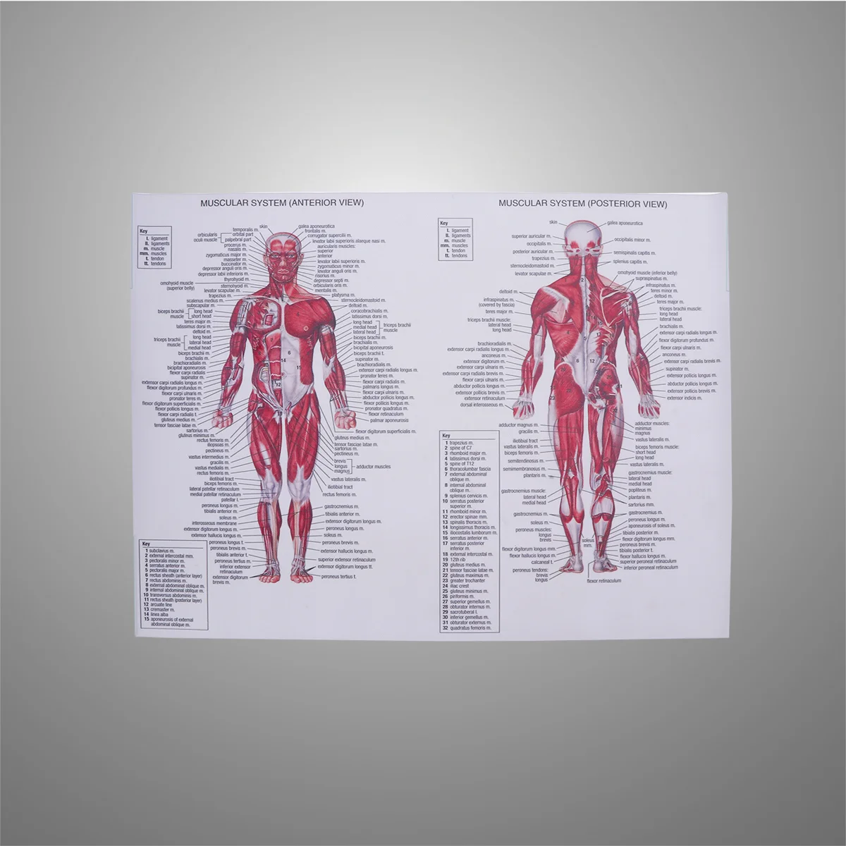 Human Muscular System Silk Poster Anatomical Hanging Picture Room Decoration for Home School Hospital Restaurant (44x33cm)
Human Muscular System Silk Poster Anatomical Hanging Picture Room Decoration for Home School Hospital Restaurant (44x33cm)