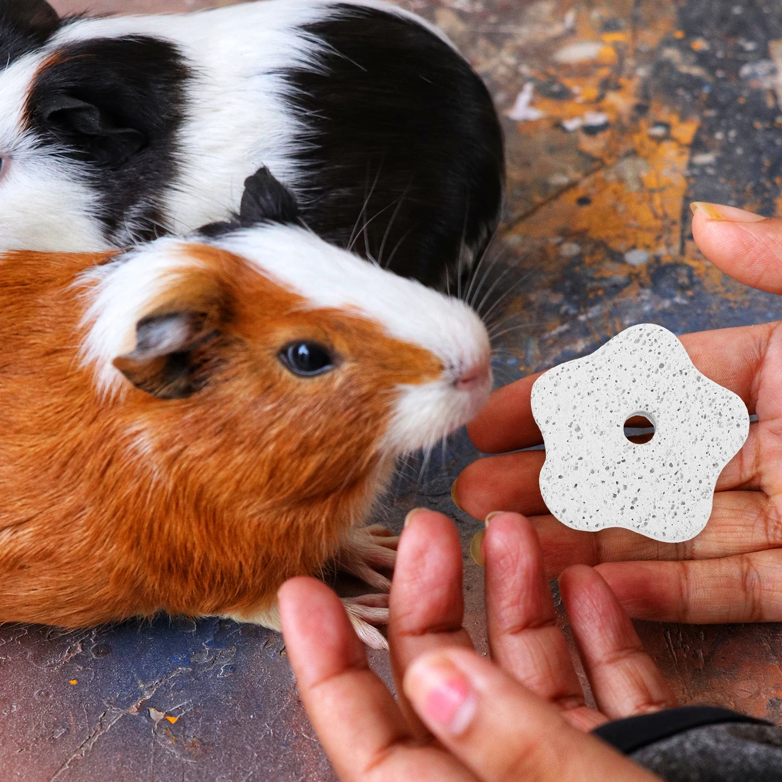 10pcs Molar Stone Pet Chewing Toy Teeth Grinding Activity Hamsters Bunny Guinea Teething Stones Small Pets
10pcs Molar Stone Pet Chewing Toy Teeth Grinding Activity Hamsters Bunny Guinea Teething Stones Small Pets