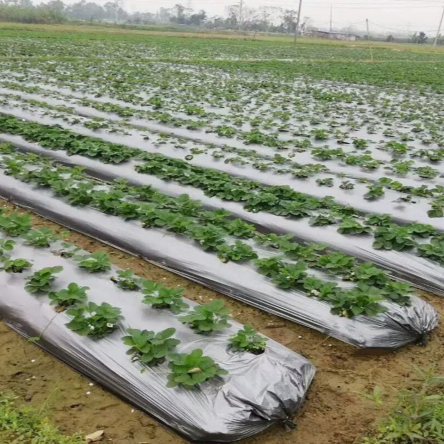 Утолщенная сельскохозяйственная пленка для борьбы с вредителями и удаления сорняков, светоотражающее покрытие для садов, влагоотводящая пластиковая пленка
Утолщенная сельскохозяйственная пленка для борьбы с вредителями и удаления сорняков, светоотражающее покрытие для садов, влагоотводящая пластиковая пленка