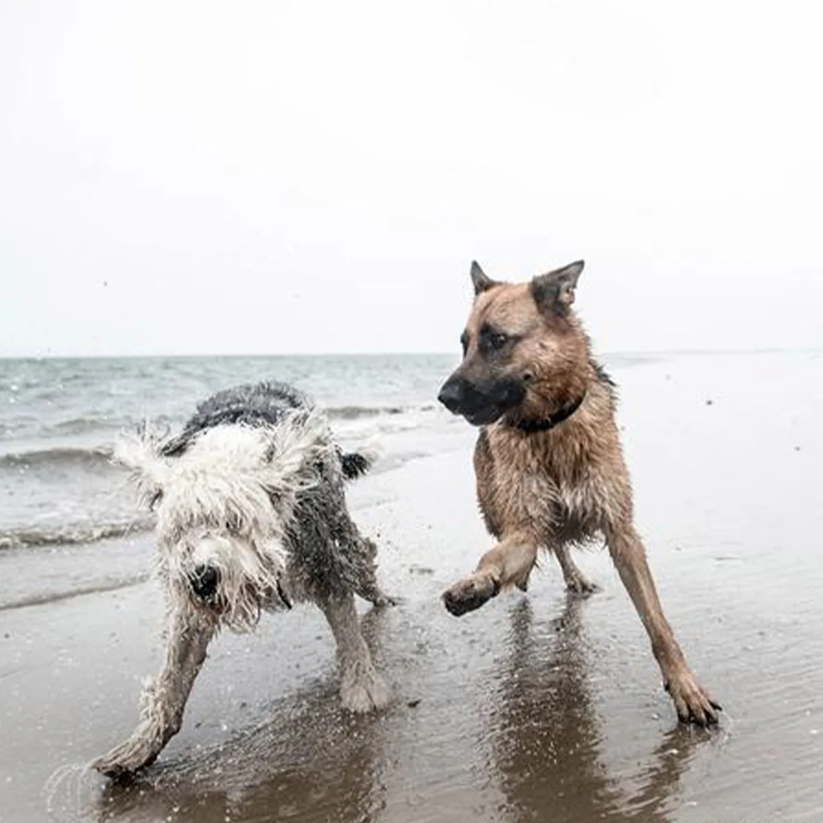 Waterproof Dog Training Collar Dogs Anti Barking Training Collar for Large Medium Small Dogs Rechargeable E- Collar with Remote
Waterproof Dog Training Collar Dogs Anti Barking Training Collar for Large Medium Small Dogs Rechargeable E- Collar with Remote