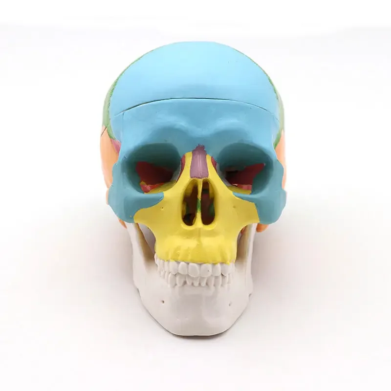 Human Oral Simulation Mini Color Head Model Medical Detachable Head And Skull Model Beauty Teaching
Human Oral Simulation Mini Color Head Model Medical Detachable Head And Skull Model Beauty Teaching