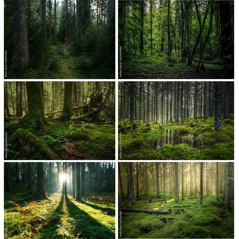 Mystery Tropical Coniferous Forest Moss Fallen Trees Photography Backdrops Prop Ancient Nature Landscape Theme Background ZL-11
Mystery Tropical Coniferous Forest Moss Fallen Trees Photography Backdrops Prop Ancient Nature Landscape Theme Background ZL-11