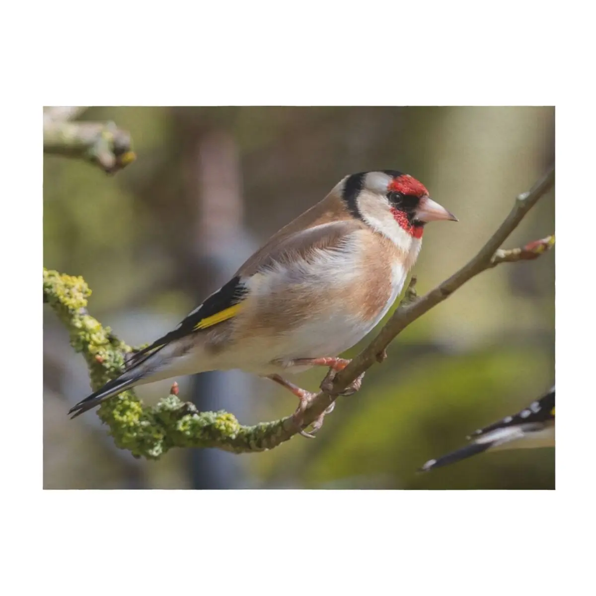 Goldfinch Throw Blanket Retros Kid'S Multi-Purpose sofa bed Blankets
Goldfinch Throw Blanket Retros Kid'S Multi-Purpose sofa bed Blankets