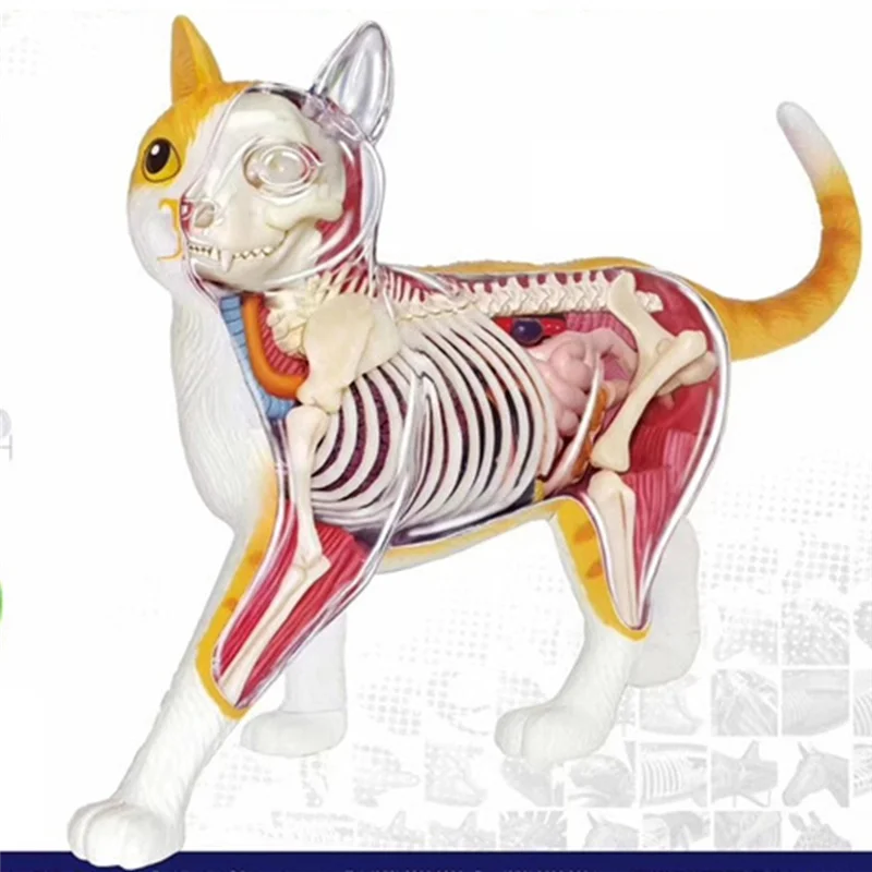 Most-Animal Organ Anatomy Model 4D Cat Intelligence Assembling Toy Teaching Anatomy Model DIY Popular Science Appliances Durable
Most-Animal Organ Anatomy Model 4D Cat Intelligence Assembling Toy Teaching Anatomy Model DIY Popular Science Appliances Durable