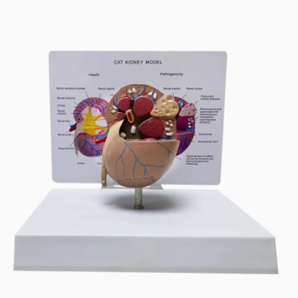 Cat kidney pathological health anatomical model feline pet teaching AIDS Veterinary medical model
Cat kidney pathological health anatomical model feline pet teaching AIDS Veterinary medical model