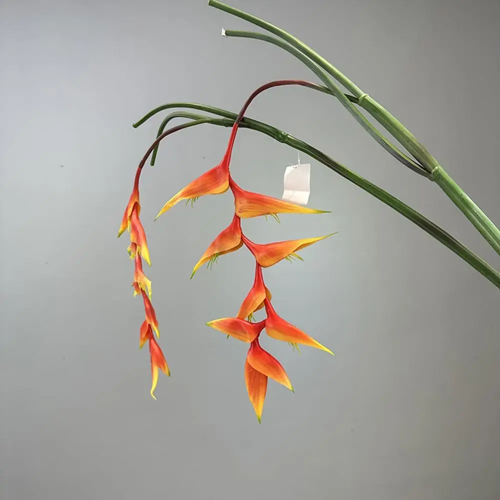 2 упаковки, большие райские птицы, стебель вертонии, искусственные висячие цветы, 38 дюймов, искусственный длинный стебель, цветок для самостоятельного украшения дома на вечеринке
2 упаковки, большие райские птицы, стебель вертонии, искусственные висячие цветы, 38 дюймов, искусственный длинный стебель, цветок для самостоятельного украшения дома на вечеринке