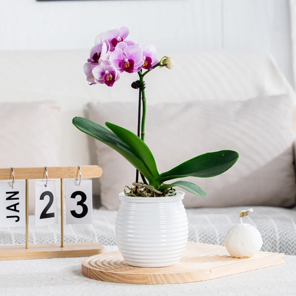 Round Spirals Desktop Plant Pot Resuable Self-Watering Plant Pot For Vegetable Plants
Round Spirals Desktop Plant Pot Resuable Self-Watering Plant Pot For Vegetable Plants