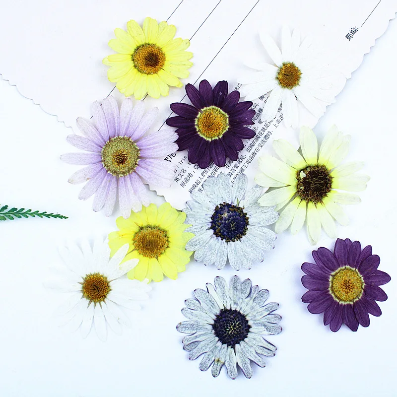 New Plant Specimen Dried Flower Pressed Flower DIY Materials Pressed Flower Photo Frame Table Lamp Bookmark Marguerite Combination Package
New Plant Specimen Dried Flower Pressed Flower DIY Materials Pressed Flower Photo Frame Table Lamp Bookmark Marguerite Combination Package