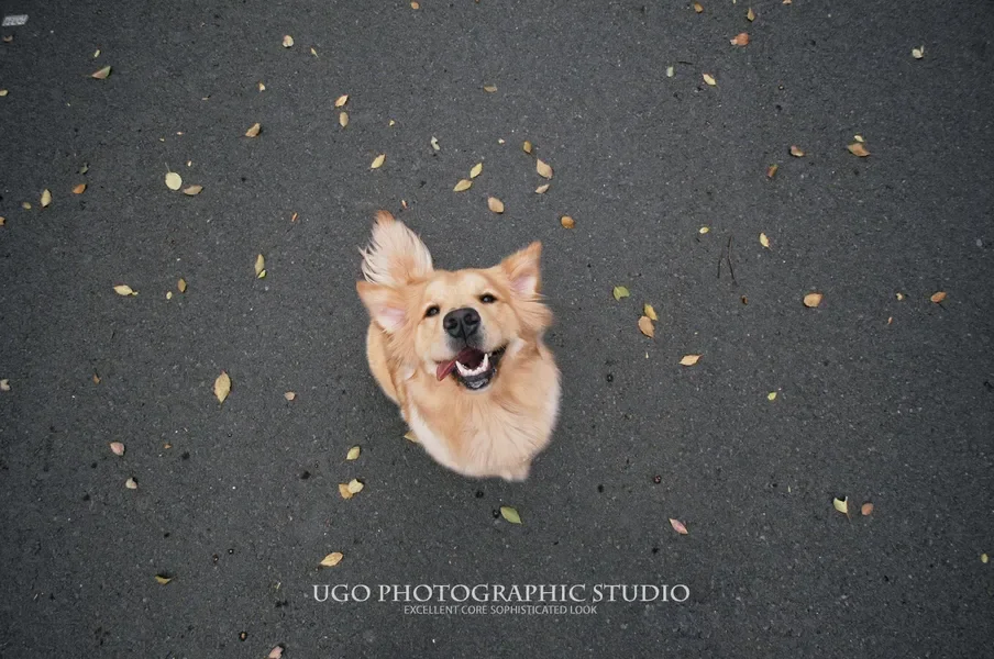 FPV Drone LED Strip Light 1M with 3.3V BEC, 2.7mm Wide Flexible 5V Programmable LEDs for Night Flying, DIY RC Quadcopter Parts 
FPV Drone LED Strip Light 1M with 3.3V BEC, 2.7mm Wide Flexible 5V Programmable LEDs for Night Flying, DIY RC Quadcopter Parts