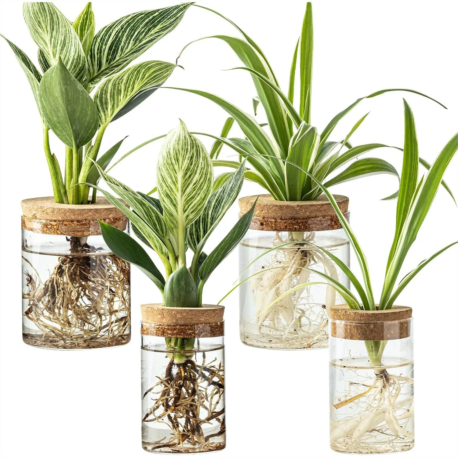 Glass Plant Propagation Stations Set of 4 Hydroponic Vases for Cuttings with 2 Large & 2 Small
Glass Plant Propagation Stations Set of 4 Hydroponic Vases for Cuttings with 2 Large & 2 Small