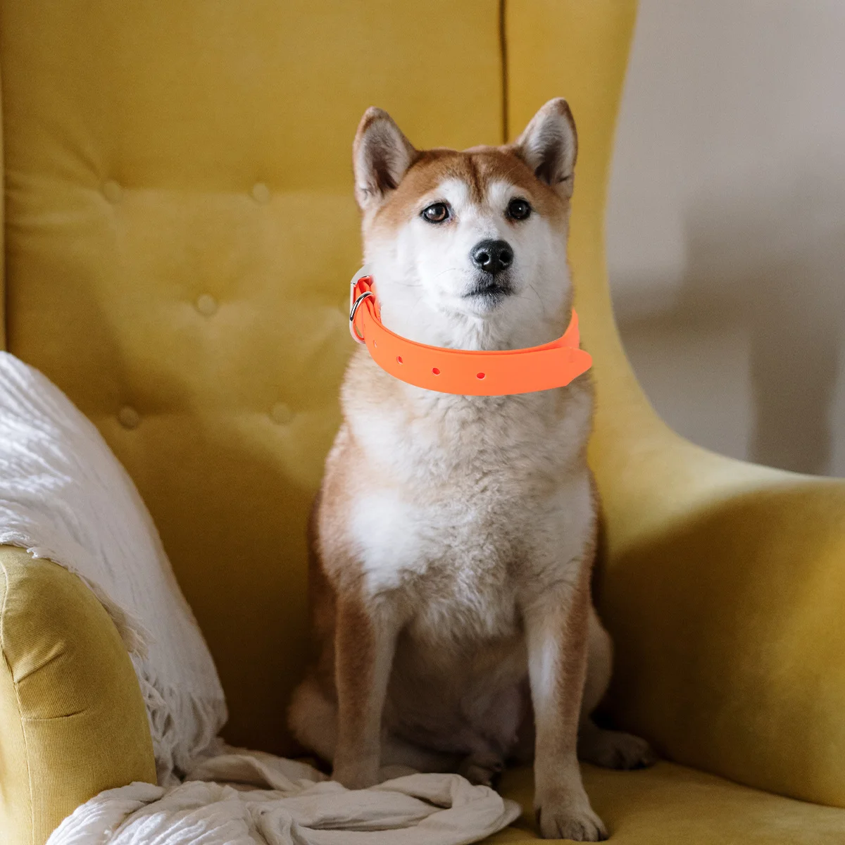 Waterproof Pet Dog Collar Orange PVC Adjustable Plain for Small Medium Dogs Durable Comfortable Wear Resistant
Waterproof Pet Dog Collar Orange PVC Adjustable Plain for Small Medium Dogs Durable Comfortable Wear Resistant