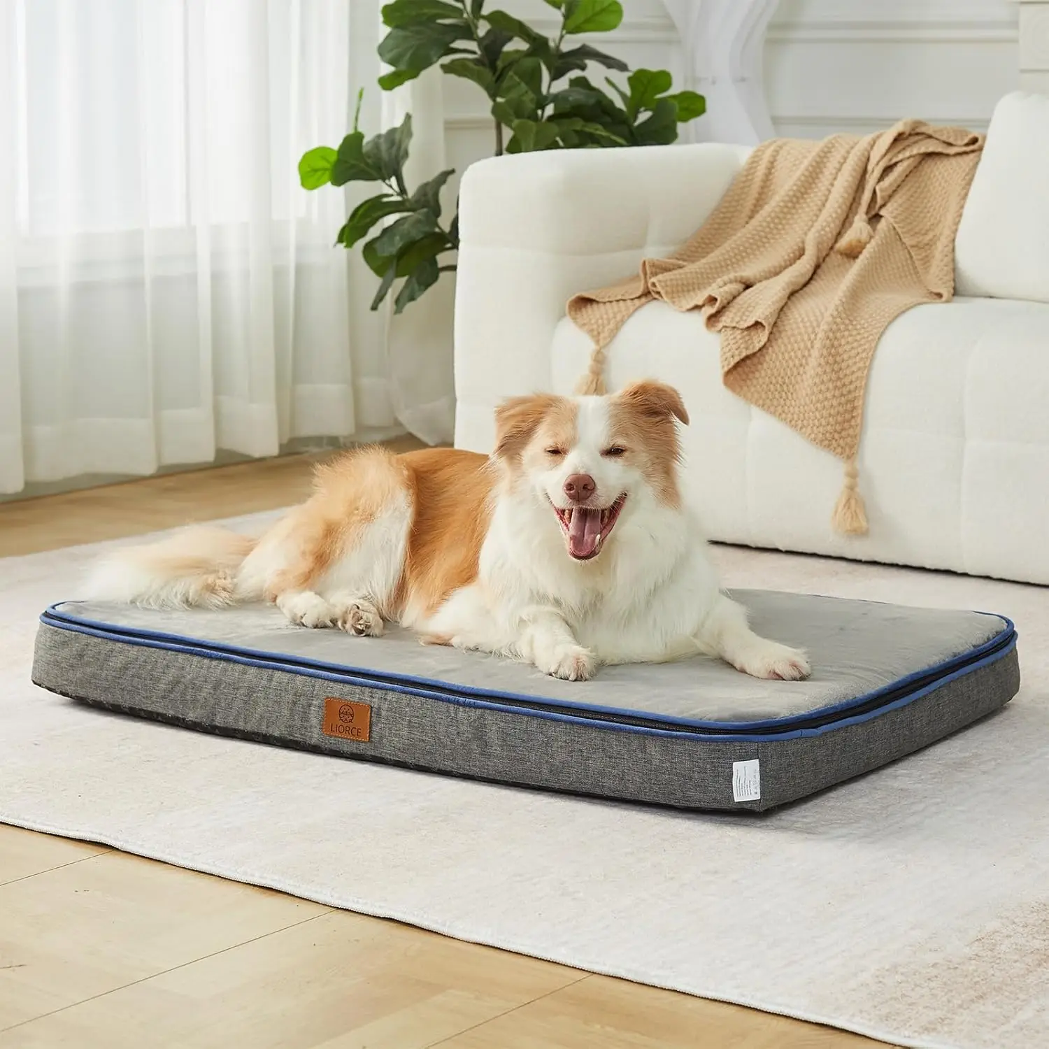 Orthopedic Memory Foam Dog Bed, XL 40x27x4, Waterproof, Washable Cover, for Large Dogs
Orthopedic Memory Foam Dog Bed, XL 40x27x4, Waterproof, Washable Cover, for Large Dogs