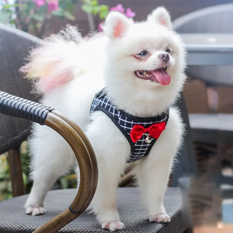 Small Dog Chest Harness Dog Walk Cat Leash Pet Chest Harness Pet Vest Dog Outdoor Must-Have Handy Pet Accessories
Small Dog Chest Harness Dog Walk Cat Leash Pet Chest Harness Pet Vest Dog Outdoor Must-Have Handy Pet Accessories