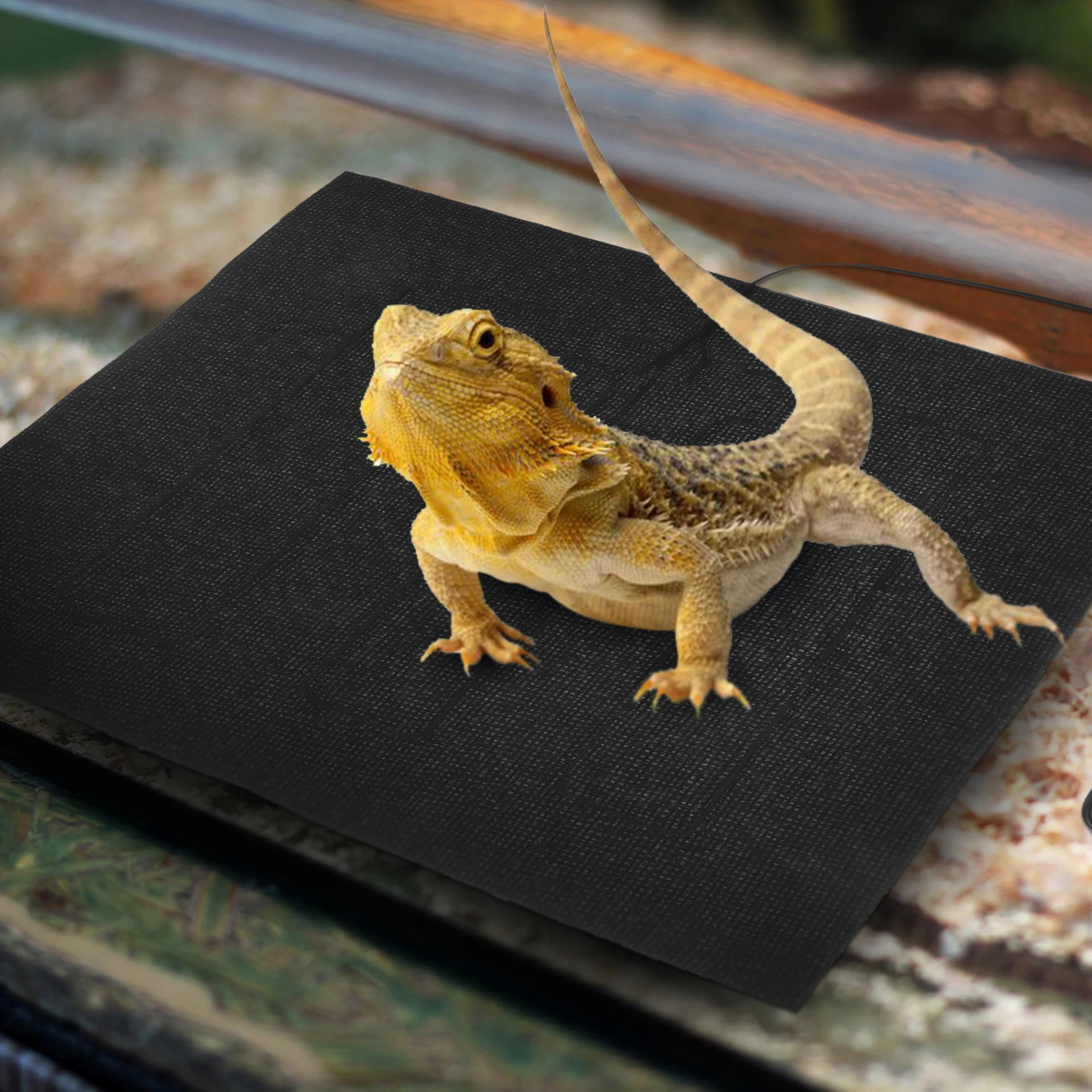 Pet Heating Reptile Heating Pad 33x33cm USB Electric Warm Mat for Cats Dogs Reptiles Multi-function Winter Mat
Pet Heating Reptile Heating Pad 33x33cm USB Electric Warm Mat for Cats Dogs Reptiles Multi-function Winter Mat