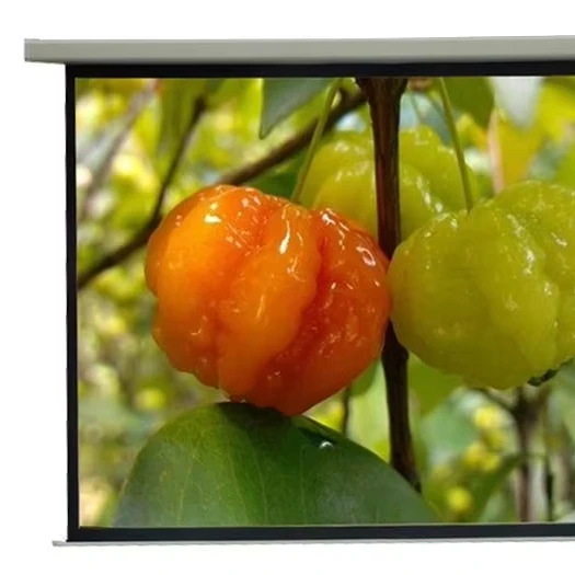 180 Inch 4:3 Electric Motorized Projector Screen with Remote Control for Home Office Conference
180 Inch 4:3 Electric Motorized Projector Screen with Remote Control for Home Office Conference