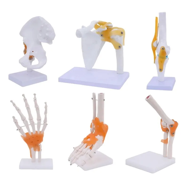Human Joint Model Skeleton, Elbow Palm, Articulation Ligamenta, Medical Teaching Model, Tabletop Decoration, Scientific Research
Human Joint Model Skeleton, Elbow Palm, Articulation Ligamenta, Medical Teaching Model, Tabletop Decoration, Scientific Research