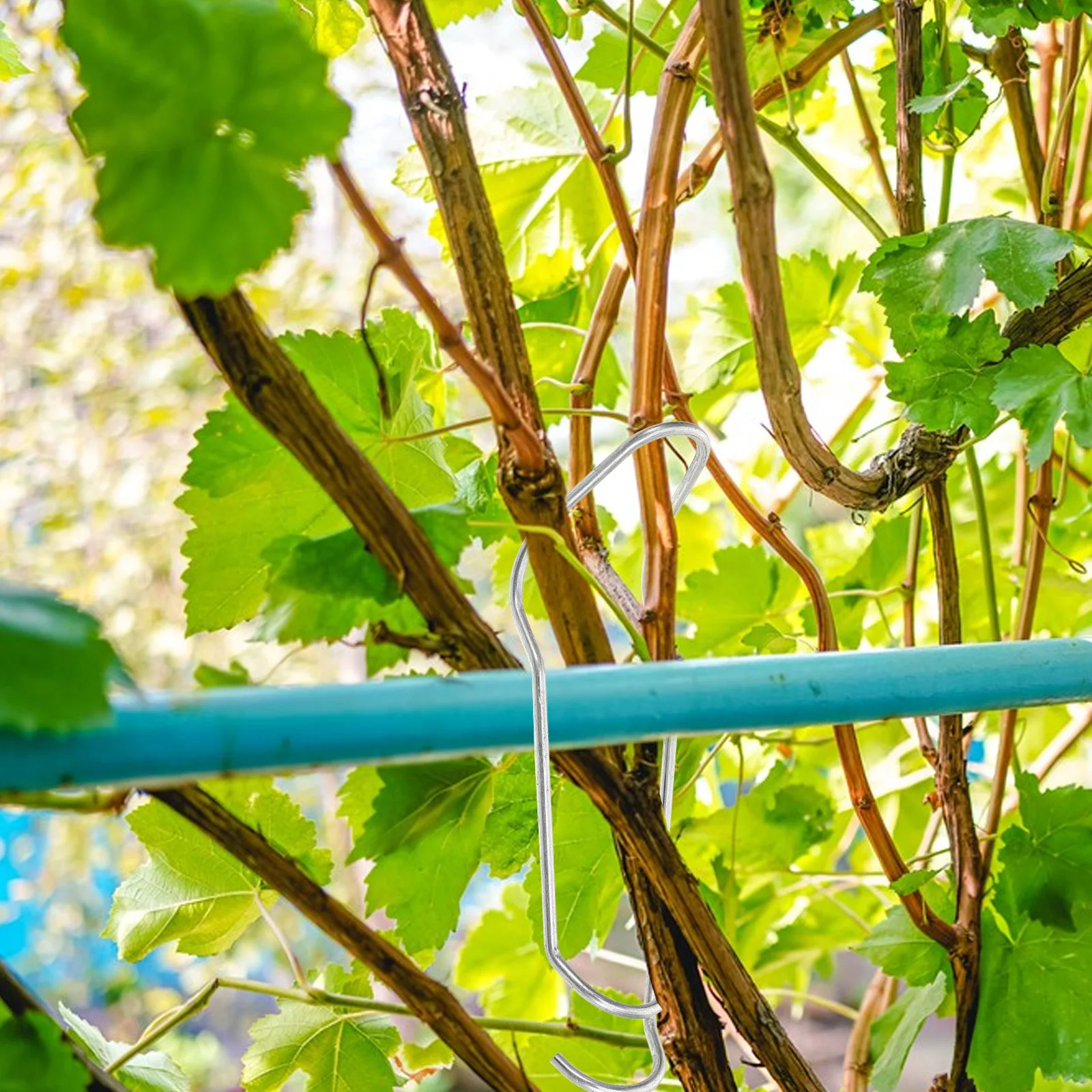 20Pcs Steel Pipe Connector Trellis Clamps 16mm Plant Cages Fixing Clamp for Greenhouse Garden Climbing Plant Support Wire Clip
20Pcs Steel Pipe Connector Trellis Clamps 16mm Plant Cages Fixing Clamp for Greenhouse Garden Climbing Plant Support Wire Clip