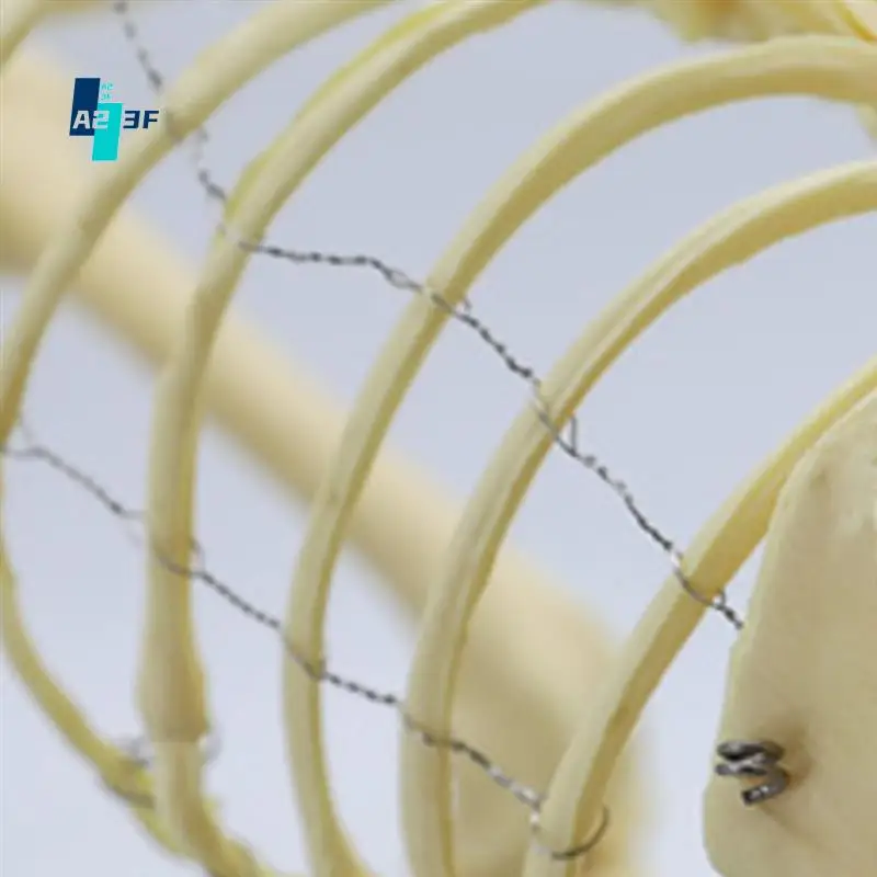 A23F-модель скелета собаки, анатомия собаки, обучающая модель животных, лабораторный ветеринарный обучающий демонстрационный инструмент
A23F-модель скелета собаки, анатомия собаки, обучающая модель животных, лабораторный ветеринарный обучающий демонстрационный инструмент