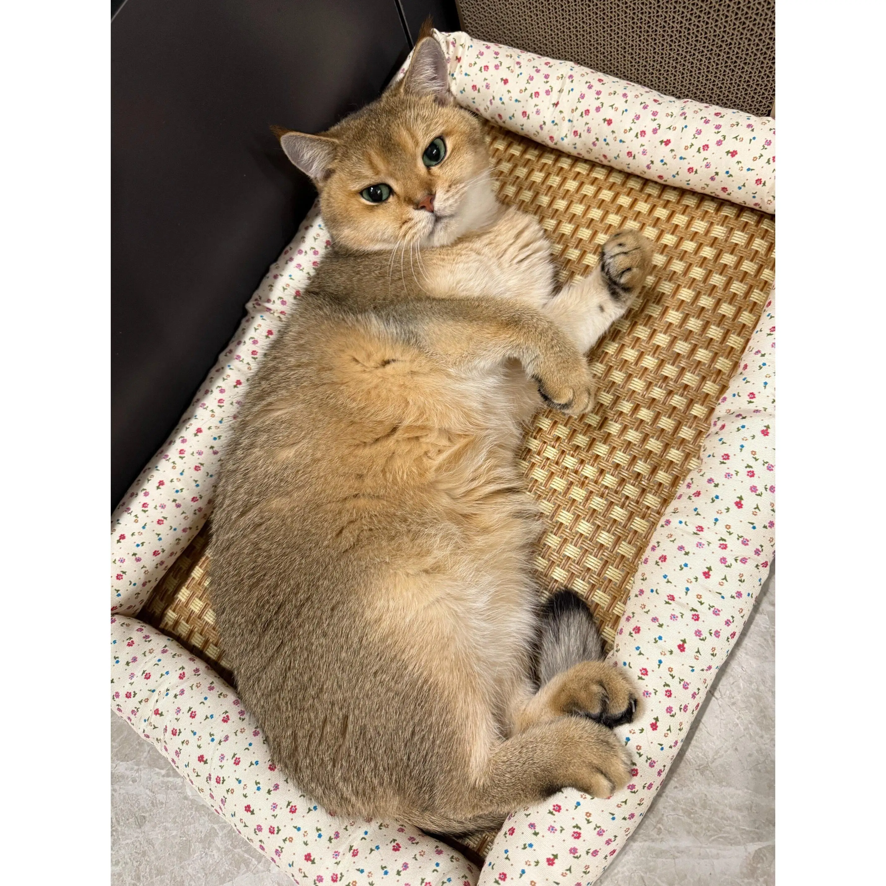 Floral-Patterned Fence Pet Cooling Mat, Summer Cooling Mat, Rattan Pet Sleeping Nest, Pet Cooling Mat Nest, Summer Cooling Cat N
Floral-Patterned Fence Pet Cooling Mat, Summer Cooling Mat, Rattan Pet Sleeping Nest, Pet Cooling Mat Nest, Summer Cooling Cat N