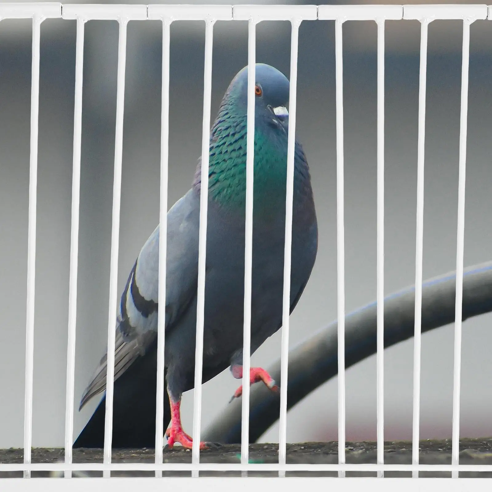 Pigeon Cage Door Bird House Homing Entrance Racing Pigeons Supplies White Iron Durable Stable Easy Install pigeon entrance bird
Pigeon Cage Door Bird House Homing Entrance Racing Pigeons Supplies White Iron Durable Stable Easy Install pigeon entrance bird