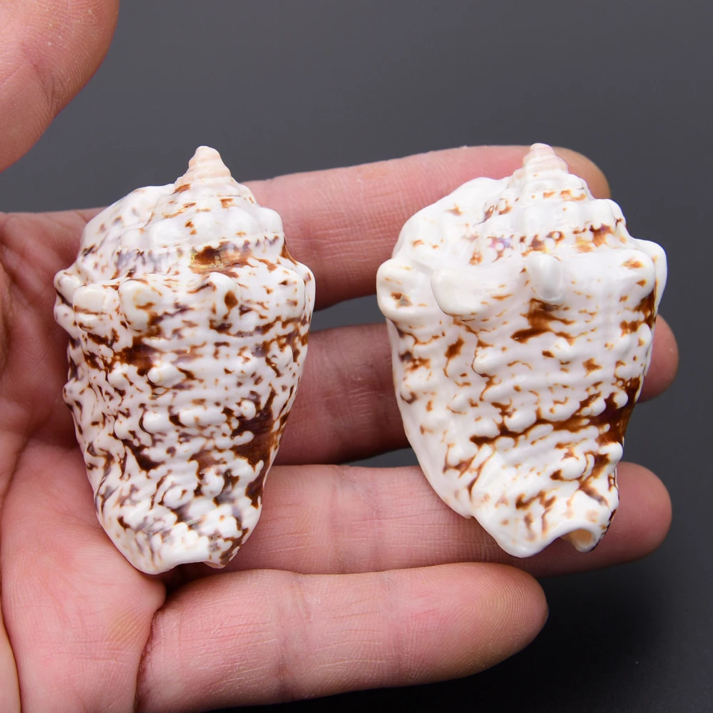 APDGG 8 Pcs Big Natural Sea Shell Pendant Loose Beads Jewelry DIY
APDGG 8 Pcs Big Natural Sea Shell Pendant Loose Beads Jewelry DIY