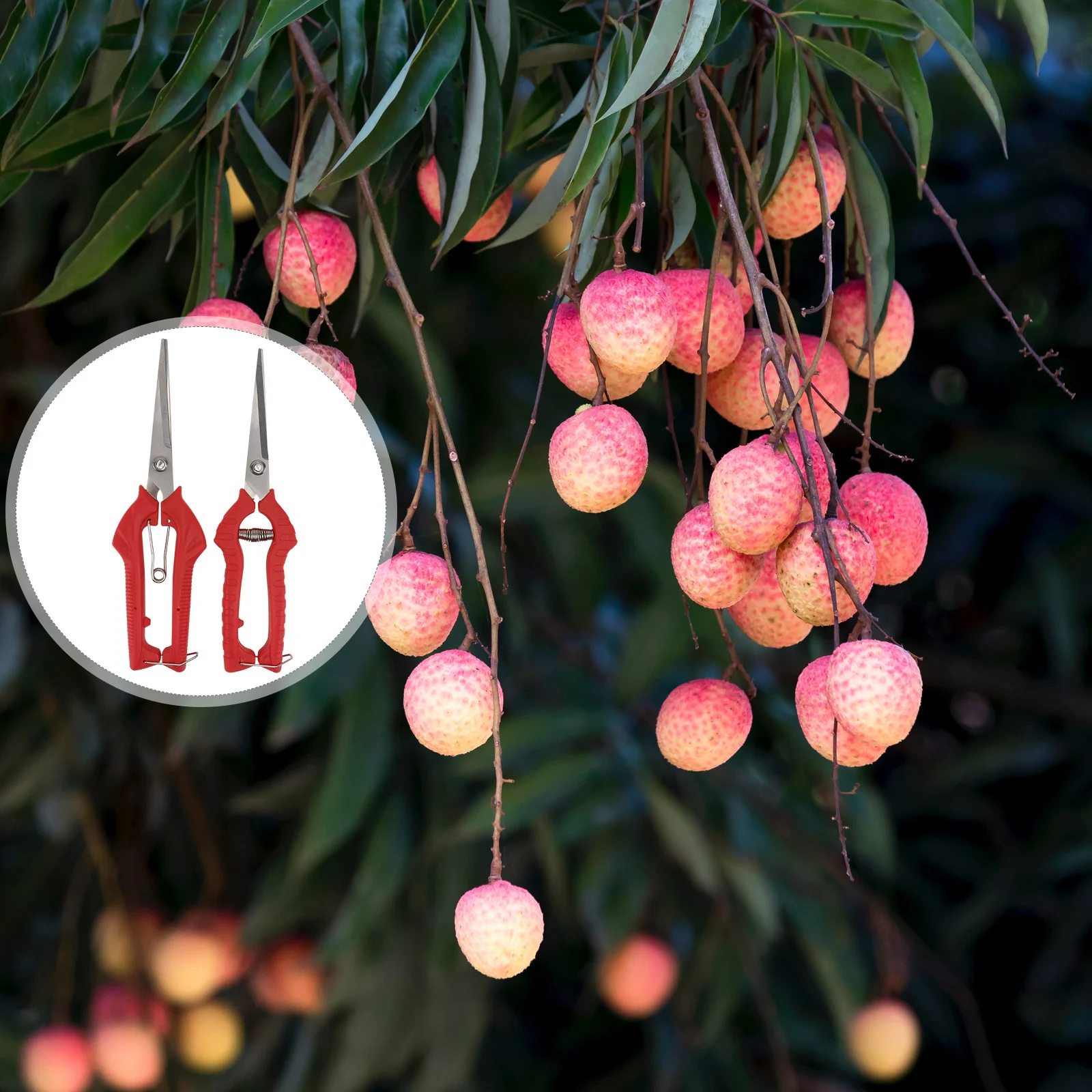 2pcs Pruning Scissor Garden Trimming Shear Compact Durable Tool For Branch Fruit Cutting Gardening Accessory Trimmer Tool
2pcs Pruning Scissor Garden Trimming Shear Compact Durable Tool For Branch Fruit Cutting Gardening Accessory Trimmer Tool