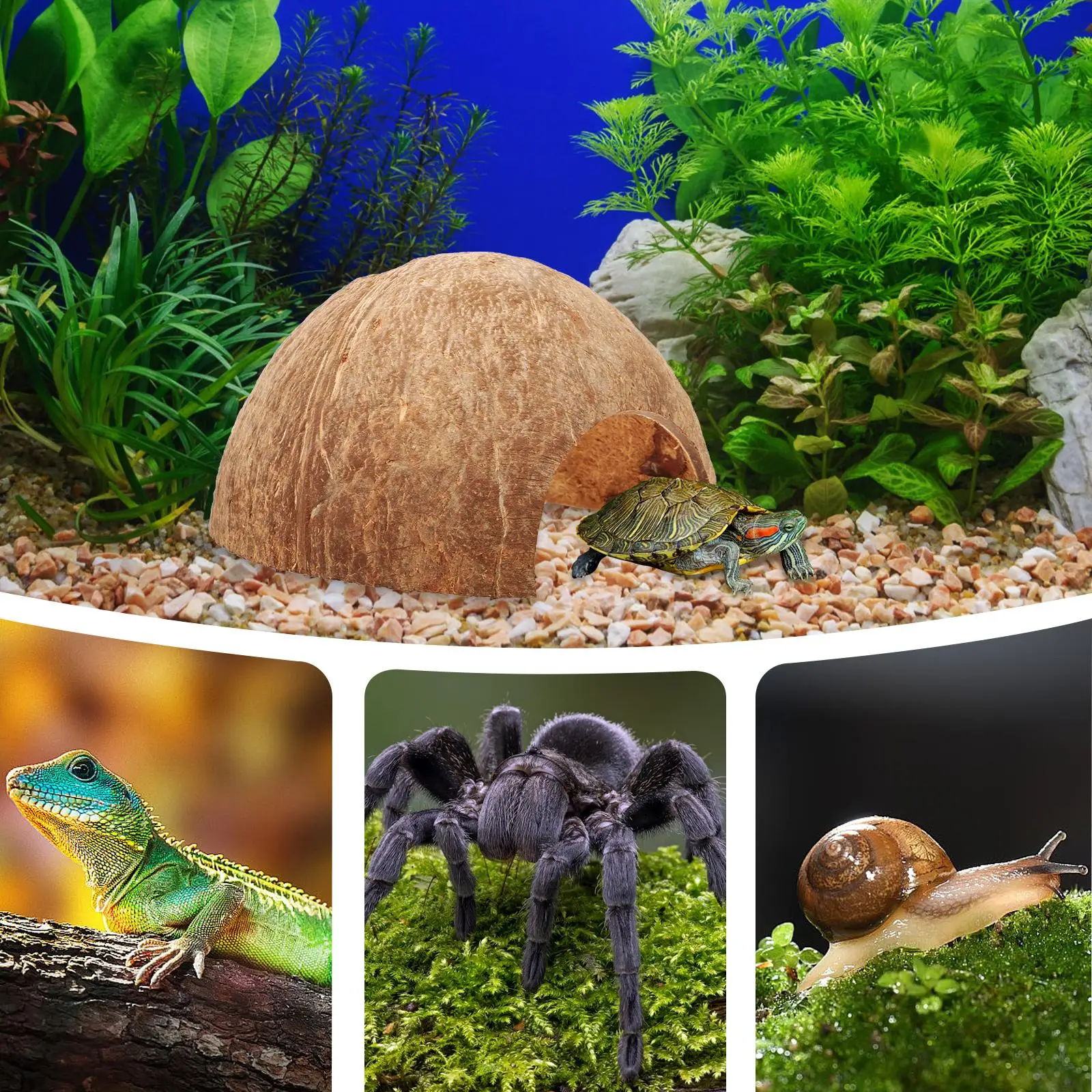 Coconut Hideout House Hermit Crab Reptile Accessories Decorate Tarantula Enclosure Shell
Coconut Hideout House Hermit Crab Reptile Accessories Decorate Tarantula Enclosure Shell