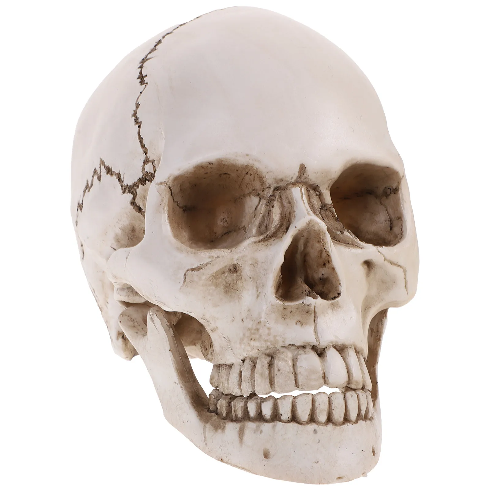 1:1 Human Skull Made of Resin for Teaching Anatomical Demonstration Tracing Halloween Prop
1:1 Human Skull Made of Resin for Teaching Anatomical Demonstration Tracing Halloween Prop