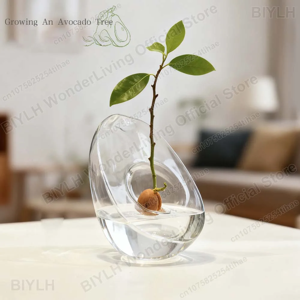 Гидропонная ваза в форме авокадо, контейнер для посадки и выращивания семян авокадо, специальные вазы и горшки для садоводства семян
Гидропонная ваза в форме авокадо, контейнер для посадки и выращивания семян авокадо, специальные вазы и горшки для садоводства семян