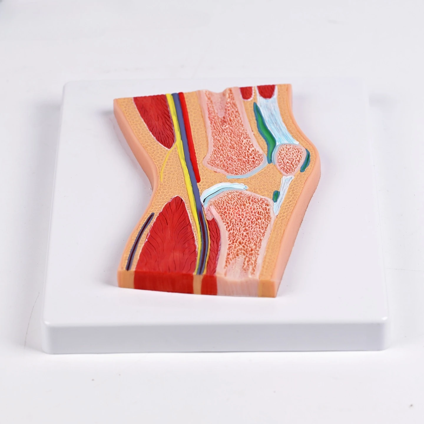 Human knee joint section model synovial tendon labeling medical teaching model