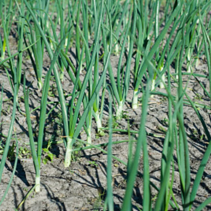 12mm Brake Disc Metal Decorative Part for MN 1/12 MN128 MN86 MN86S G500 RC Car Metal Upgrade OP Accessories Parts
12mm Brake Disc Metal Decorative Part for MN 1/12 MN128 MN86 MN86S G500 RC Car Metal Upgrade OP Accessories Parts