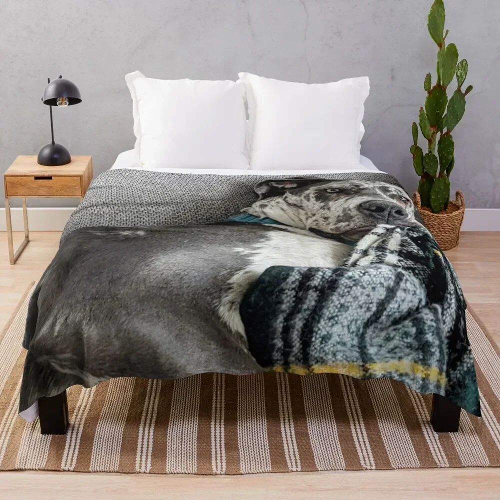 Great Dane Puppy chewing on Blanket Throw Blanket Shaggy Furry Soft Blanket for Bedroom Living Room
Great Dane Puppy chewing on Blanket Throw Blanket Shaggy Furry Soft Blanket for Bedroom Living Room