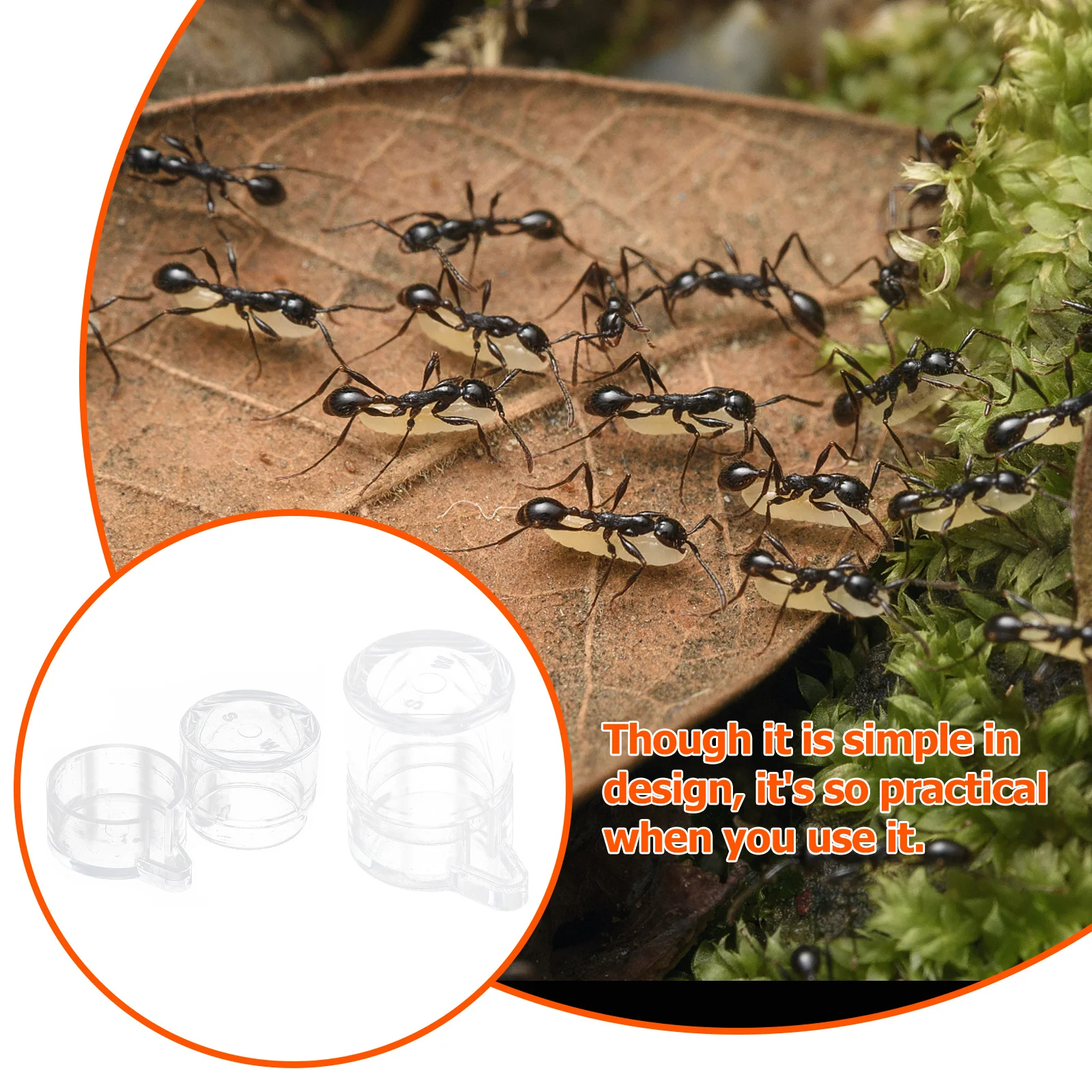 2Pcs Ant Water Drinking Bowl Sturdy Transparent Feeder for Ant Nest Maintenance Long-Lasting Acrylic Build High Visibility
2Pcs Ant Water Drinking Bowl Sturdy Transparent Feeder for Ant Nest Maintenance Long-Lasting Acrylic Build High Visibility