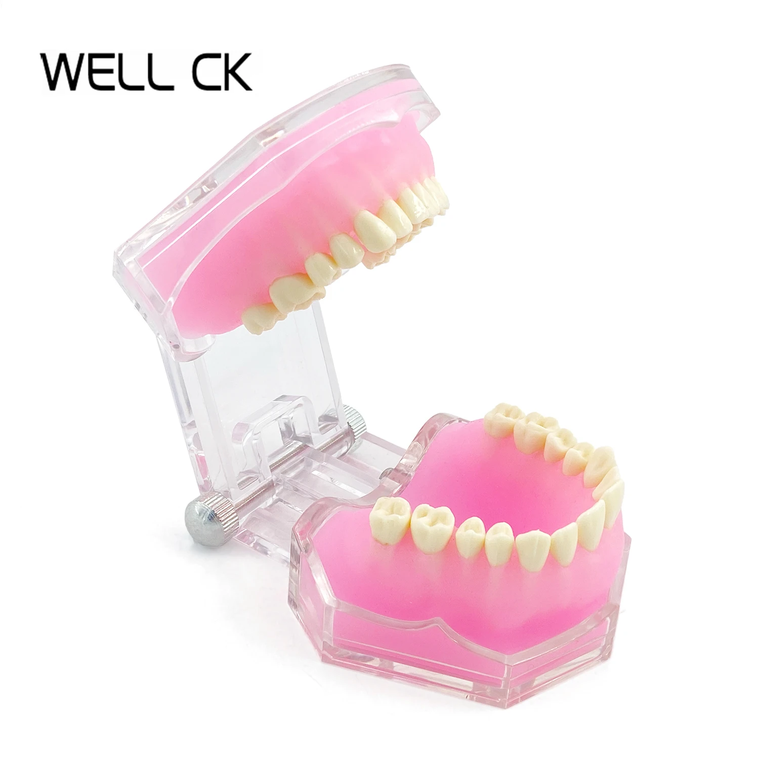 Well CK Dental Study Teaching teeth Model Standard Model Removable Teeth Soft Gum Adult Typodont Model
Well CK Dental Study Teaching teeth Model Standard Model Removable Teeth Soft Gum Adult Typodont Model
