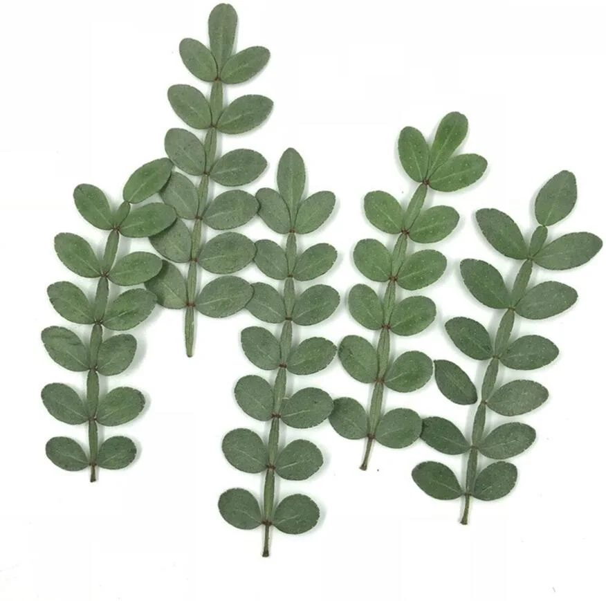 1000pcs Pressed Dried Flower Zanthoxylum piperitum Leaf Filler For Epoxy Resin Jewelry Making Postcard Frame Phone Case Craft DI
1000pcs Pressed Dried Flower Zanthoxylum piperitum Leaf Filler For Epoxy Resin Jewelry Making Postcard Frame Phone Case Craft DI