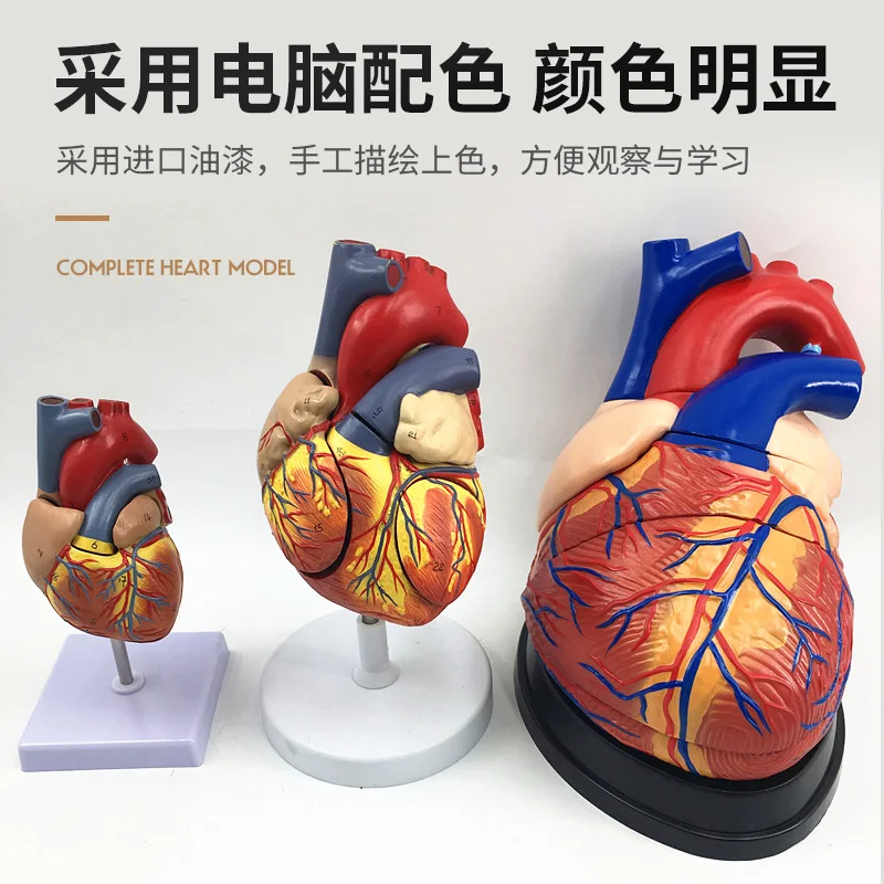 Genuine 1:1 Human Heart Anatomy Model B Ultrasound Ultrasound Heart Model Disassembly Medical Natural Big Heart Teaching
Genuine 1:1 Human Heart Anatomy Model B Ultrasound Ultrasound Heart Model Disassembly Medical Natural Big Heart Teaching