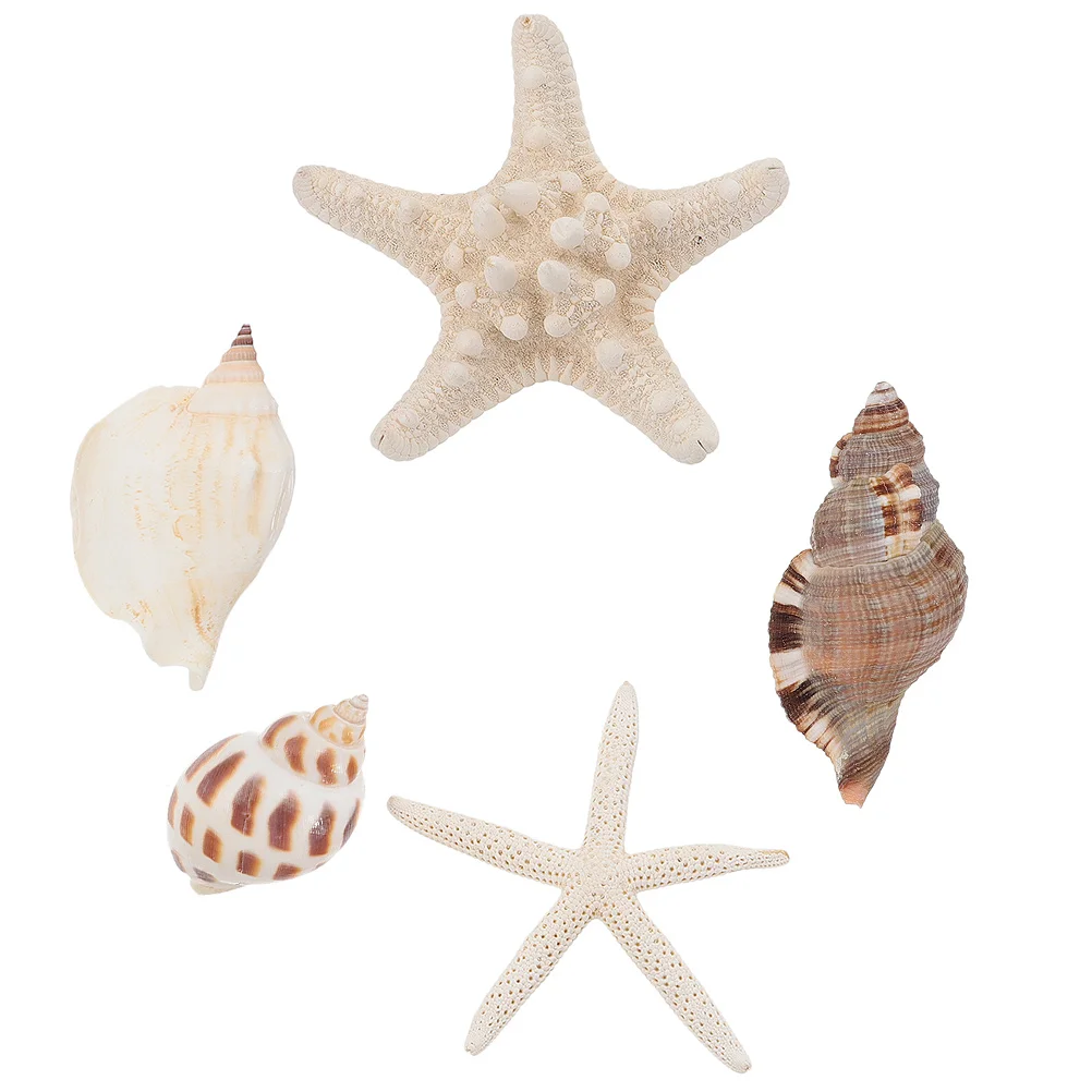 5 Pcs Shell Magnets Decorative Refrigerator Stickers Stereo Round Edge Home Craft Conch
5 Pcs Shell Magnets Decorative Refrigerator Stickers Stereo Round Edge Home Craft Conch