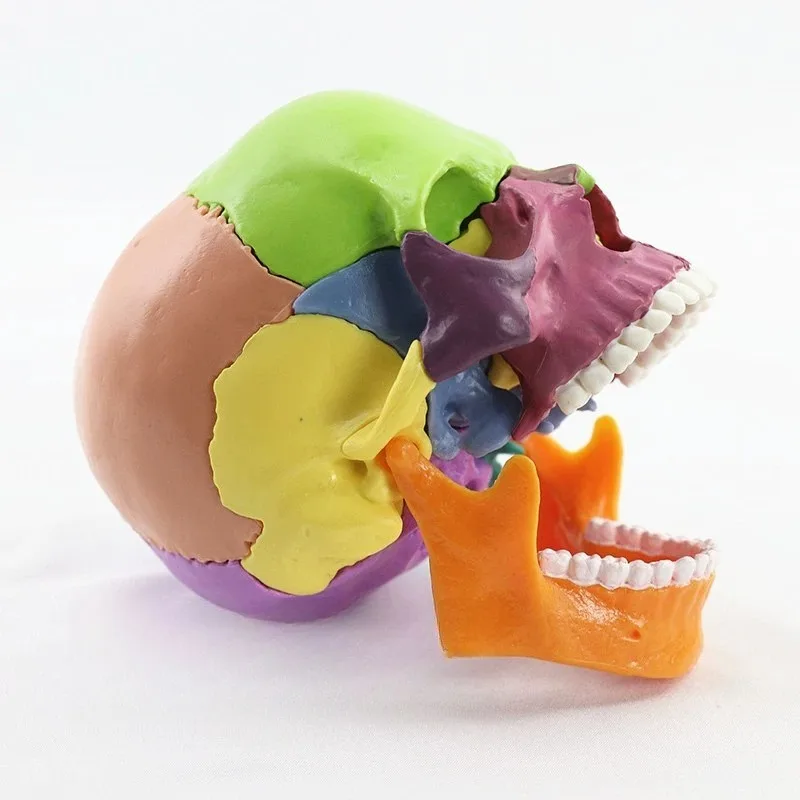 1:2 Scale Detachable 15 Part Colored Human Skull Model Medical Cranium Skeleton For Dental Anatomy Teaching Demonstration Tool
1:2 Scale Detachable 15 Part Colored Human Skull Model Medical Cranium Skeleton For Dental Anatomy Teaching Demonstration Tool