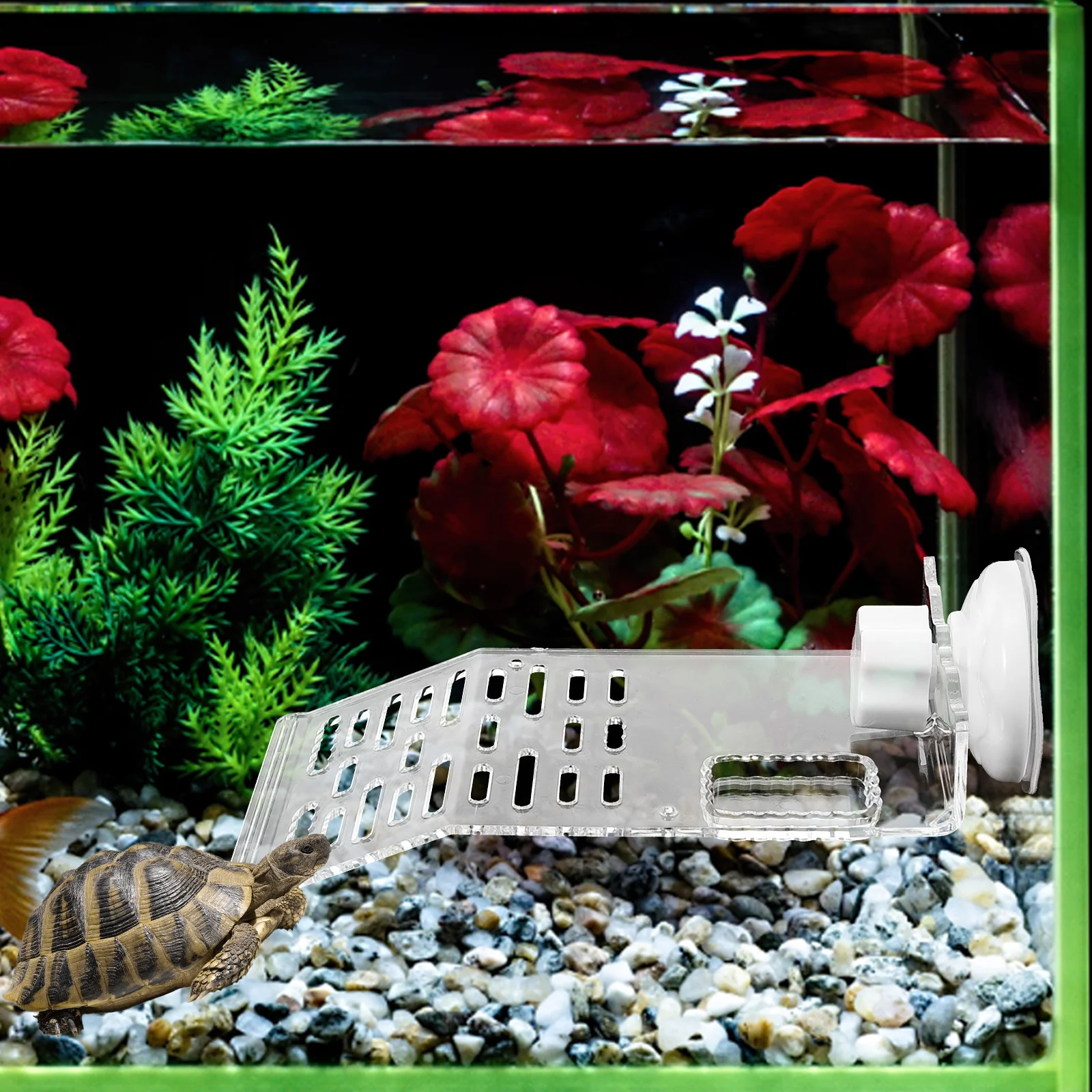 Turtle Basking Platform Plastic Large Decoration Aquarium Terrarium Small White Suction Cup Size Reptile Supplies 
Turtle Basking Platform Plastic Large Decoration Aquarium Terrarium Small White Suction Cup Size Reptile Supplies