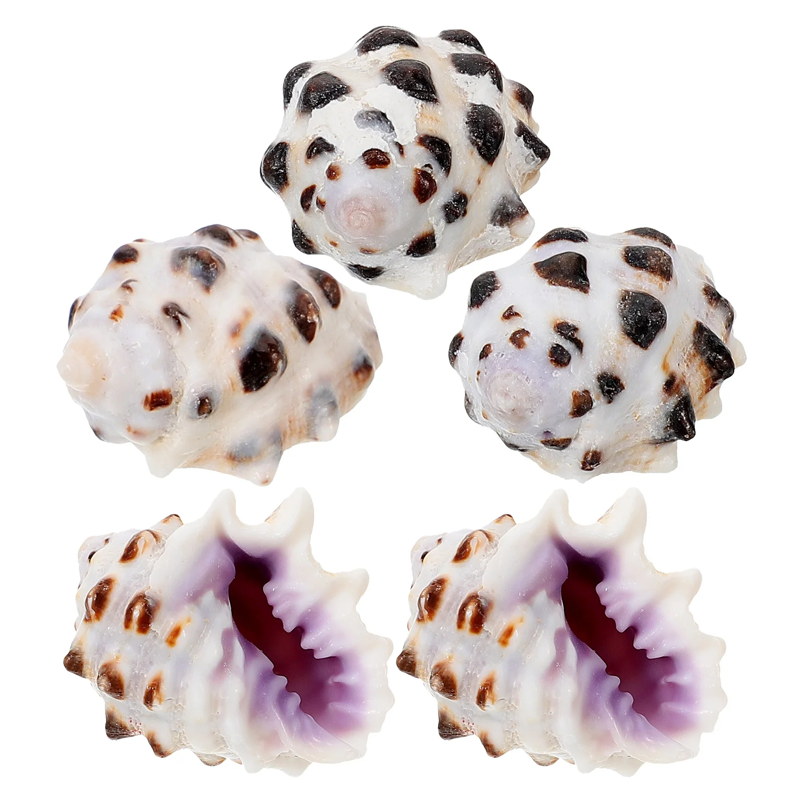 5pcs Conch Decor Natural Sea Shells Conch Craft For Fish Tank Aquarium Fish Tank Craft Decoration Pet Supplies
5pcs Conch Decor Natural Sea Shells Conch Craft For Fish Tank Aquarium Fish Tank Craft Decoration Pet Supplies